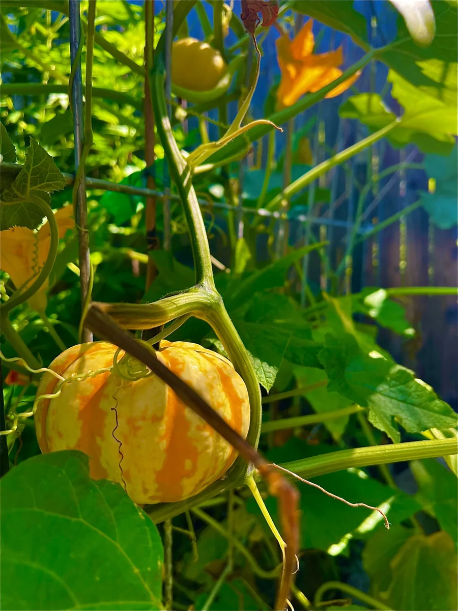 Squash growing vertically in a garden